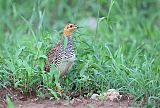 Coqui Francolin